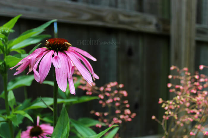 147 purple cone flower