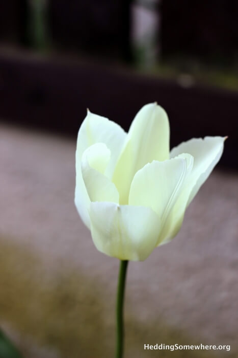 White Tulip