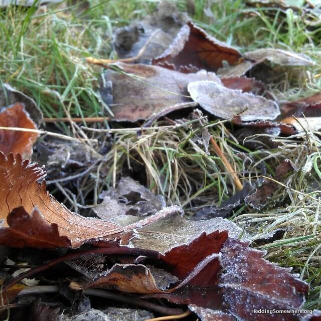 frosty morning